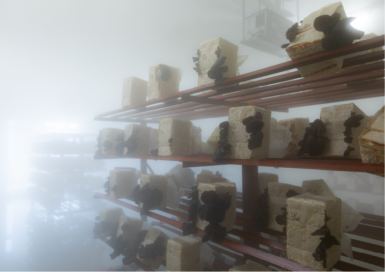 写真：生きくらげ