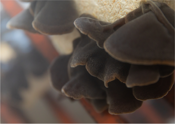 写真：生きくらげ