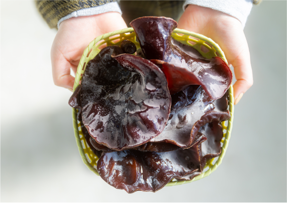 写真：生きくらげ